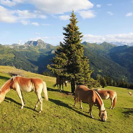 Alpenstern Osb02079 Dyc Tatil Evi